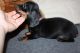 Miniature Dachshund Puppies for sale in Tumacacori, AZ 85640, USA. price: NA