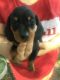 Miniature Dachshund Puppies for sale in New Haven, CT, USA. price: NA