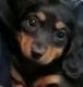 Miniature Dachshund Puppies for sale in Castle Rock, CO, USA. price: $800