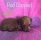 Miniature Dachshund Puppies for sale in Indianapolis, IN, USA. price: $800