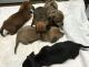 Miniature Dachshund Puppies for sale in Phoenix, AZ 85069, USA. price: $400