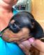 Miniature Dachshund Puppies for sale in Phoenix, AZ 85069, USA. price: $400