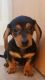 Miniature Dachshund Puppies for sale in New Haven, CT, USA. price: $400