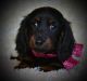 Miniature Dachshund Puppies for sale in Maple Lake, MN 55358, USA. price: NA