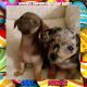 Miniature Dachshund Puppies for sale in Albany, OR, USA. price: $600
