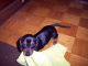 Miniature Dachshund Puppies for sale in Trenton, FL 32693, USA. price: NA