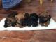 Miniature Dachshund Puppies for sale in Boston, MA 02114, USA. price: NA