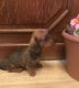 Miniature Dachshund Puppies for sale in Seattle, WA, USA. price: NA