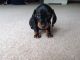Miniature Dachshund Puppies for sale in El Paso, TX, USA. price: NA