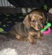 Miniature Dachshund Puppies for sale in Bloomfield Ave, Bloomfield, CT 06002, USA. price: $500