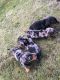 Miniature Dachshund Puppies for sale in Bloomfield Ave, Bloomfield, CT 06002, USA. price: $600