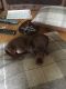 Miniature Dachshund Puppies for sale in White Hall, AR 71602, USA. price: NA