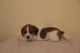 Miniature Dachshund Puppies for sale in Colorado Springs, CO, USA. price: $900