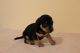 Miniature Dachshund Puppies for sale in Los Angeles, CA, USA. price: NA