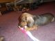 Miniature Dachshund Puppies for sale in New York, NY, USA. price: $400