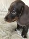 Miniature Dachshund Puppies for sale in Little Rock, AR 72211, USA. price: NA