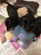 Miniature Dachshund Puppies for sale in Topeka, KS, USA. price: NA