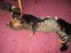 Miniature Dachshund Puppies for sale in New York, NY, USA. price: NA