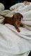 Miniature Dachshund Puppies for sale in Chicago, IL, USA. price: $400