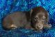 Miniature Dachshund Puppies for sale in Ottertail, MN 56571, USA. price: NA
