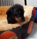 Miniature Dachshund Puppies for sale in Traverse City, MI 49685, USA. price: $400