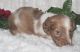 Miniature Dachshund Puppies for sale in Fort Pierce, FL 34950, USA. price: NA