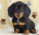 Miniature Dachshund Puppies for sale in Charleston, WV, USA. price: NA