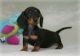 Miniature Dachshund Puppies for sale in Des Plaines, IL, USA. price: $600