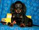 Miniature Dachshund Puppies for sale in Fairfax, VA, USA. price: $500