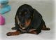 Miniature Dachshund Puppies for sale in Salt Lake City, UT, USA. price: NA