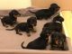 Miniature Dachshund Puppies for sale in San Diego, CA 92027, USA. price: NA