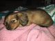 Miniature Dachshund Puppies for sale in Erie, PA 16506, USA. price: NA