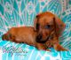 Miniature Dachshund Puppies for sale in Kinston, NC 28501, USA. price: NA