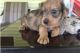 Miniature Dachshund Puppies for sale in Mifflinville, PA, USA. price: NA