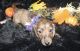 Miniature Dachshund Puppies for sale in Fort Pierce, FL 34950, USA. price: NA