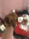Miniature Dachshund Puppies for sale in Bridgeport, CT, USA. price: NA