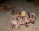 Miniature Dachshund Puppies for sale in Seattle, WA 98168, USA. price: NA