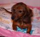 Miniature Dachshund Puppies for sale in Kinston, NC 28501, USA. price: NA