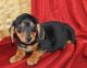 Miniature Dachshund Puppies for sale in Fresno, CA, USA. price: NA