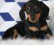 Miniature Dachshund Puppies for sale in Boston, MA, USA. price: NA