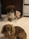 Miniature Dachshund Puppies for sale in Liberty, MS 39645, USA. price: NA