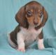 Miniature Dachshund Puppies for sale in Savannah, GA, USA. price: NA