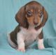 Miniature Dachshund Puppies for sale in Joliet, IL, USA. price: NA