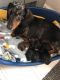 Miniature Dachshund Puppies for sale in Jackson, MS, USA. price: NA
