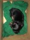 Miniature Dachshund Puppies for sale in Mesa, AZ, USA. price: $950