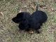 Miniature Dachshund Puppies for sale in Lee, FL 32059, USA. price: NA