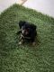 Miniature Dachshund Puppies for sale in Mesa, AZ, USA. price: $400
