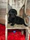 Miniature Dachshund Puppies for sale in Columbia, MS 39429, USA. price: NA