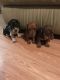Miniature Dachshund Puppies for sale in Clarendon, NC 28463, USA. price: NA