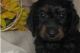 Miniature Dachshund Puppies for sale in Mifflinville, PA, USA. price: NA
